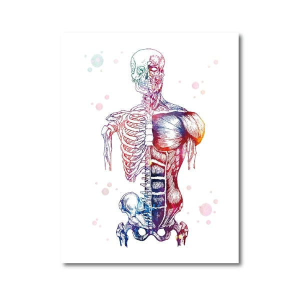 Skeleton Anatomy Canvas Art